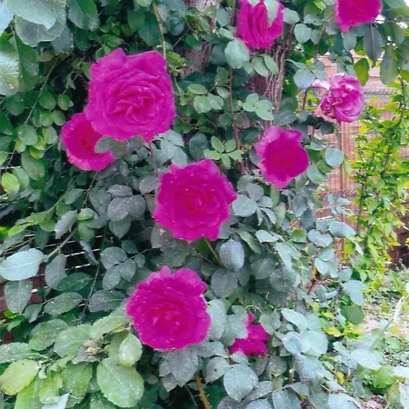 L'epicea Дом отдыха Saint-Parres-aux-Tertres